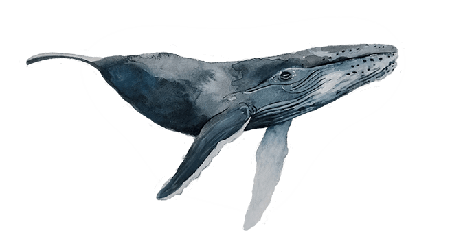 whale