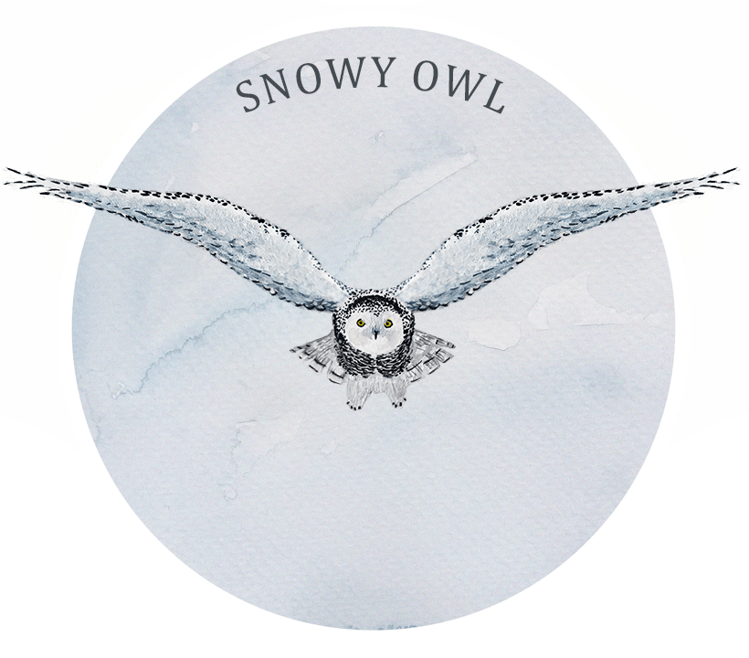 snowy owl
