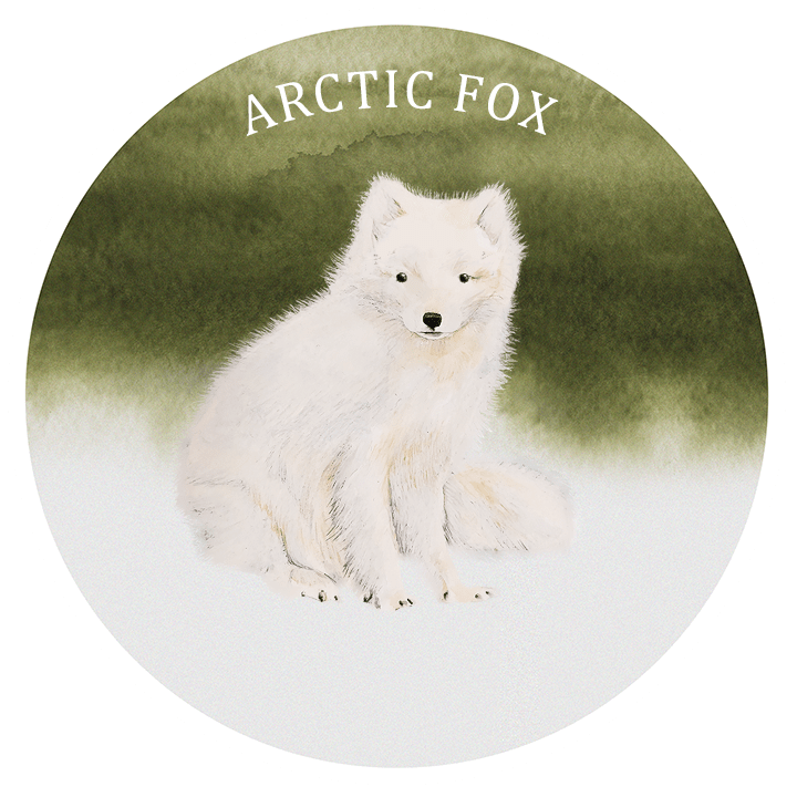 arctic fox