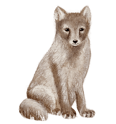 arctic fox summer