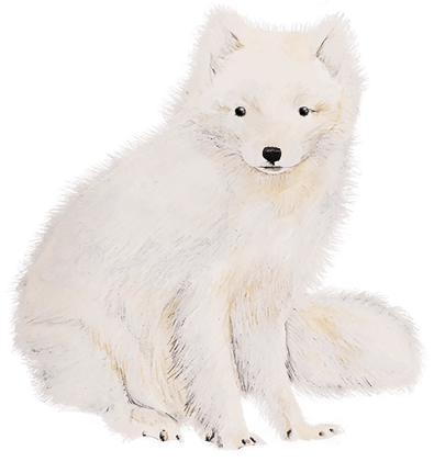 arctic fox winter