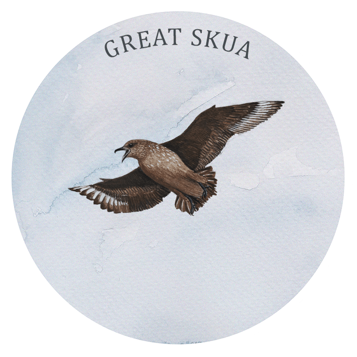 great skua