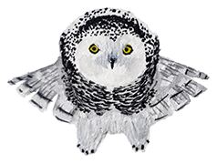 snowy owl