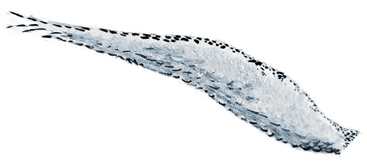 left owl wing