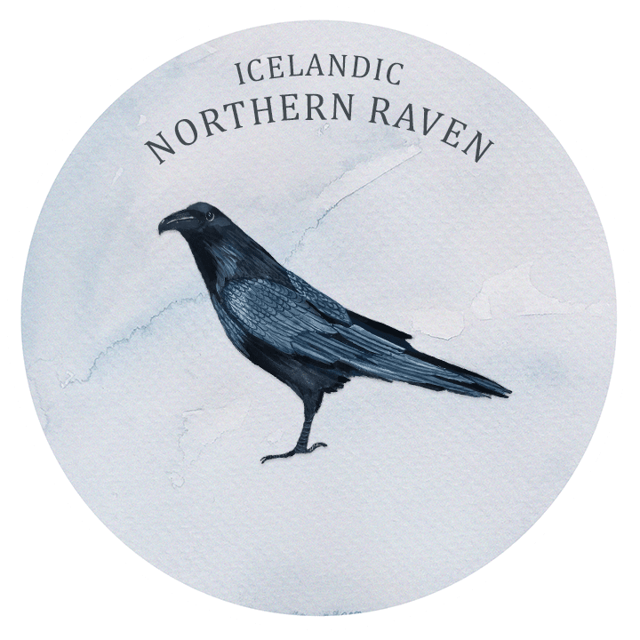 icelandic northern raven