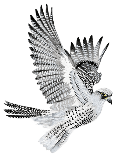 icelandic gyrfalcon
