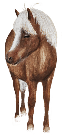 icelandic horse