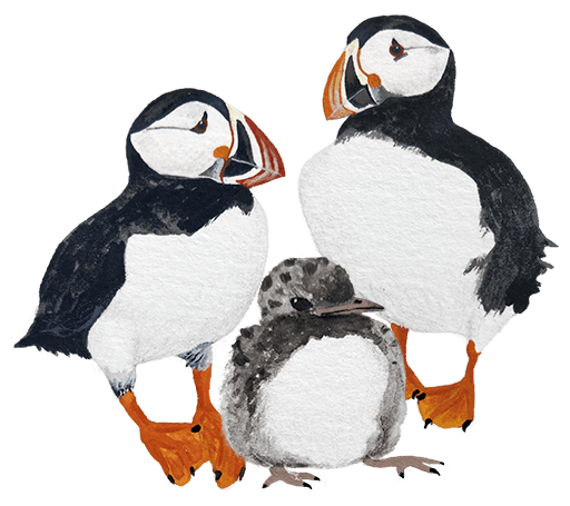 atlantic puffins