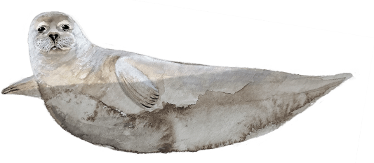 seal