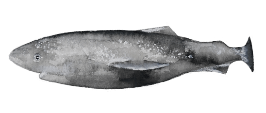 greenland shark