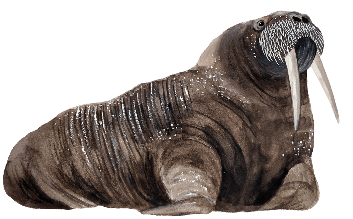 walrus