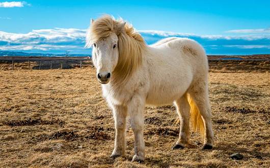 Your Guide to the Icelandic Horse Your Guide to the Icelandic Horse