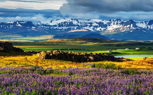 All About Icelandic Flowers All About Icelandic Flowers